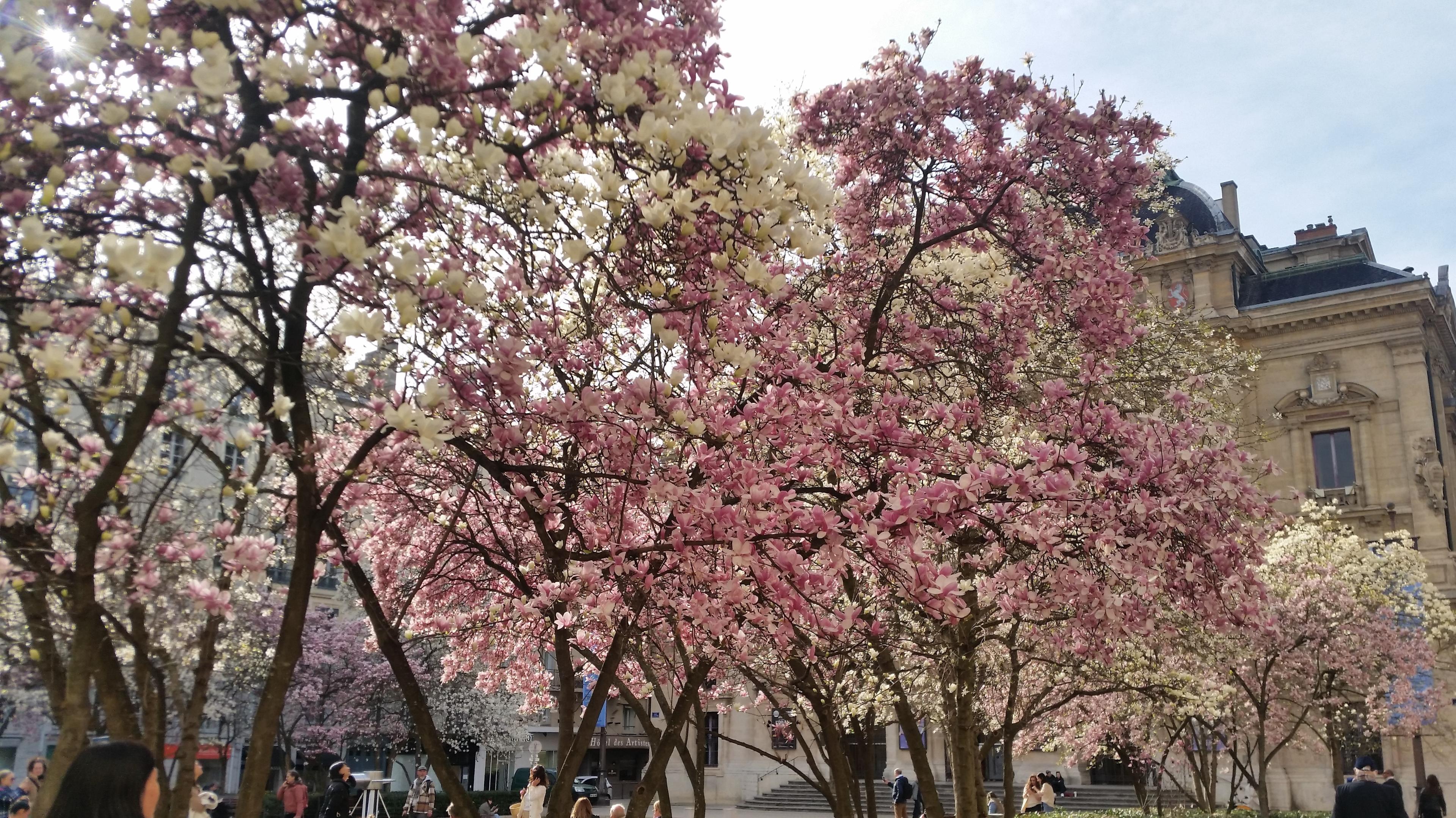 Les magnolias de la place des Célestins Lyon le 16/03/2023