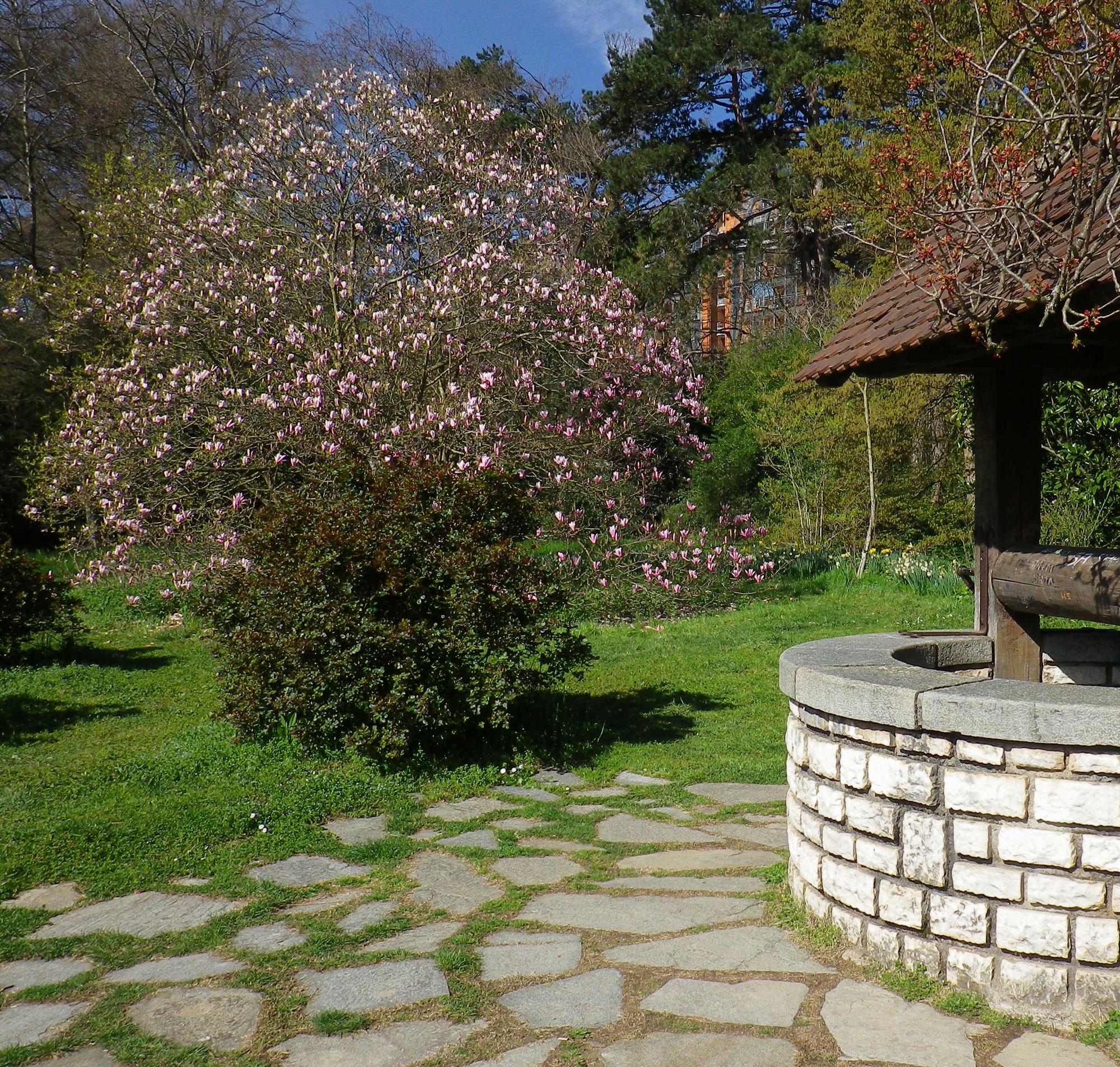 Magnolia en fleurs près du puits de la Roseraie