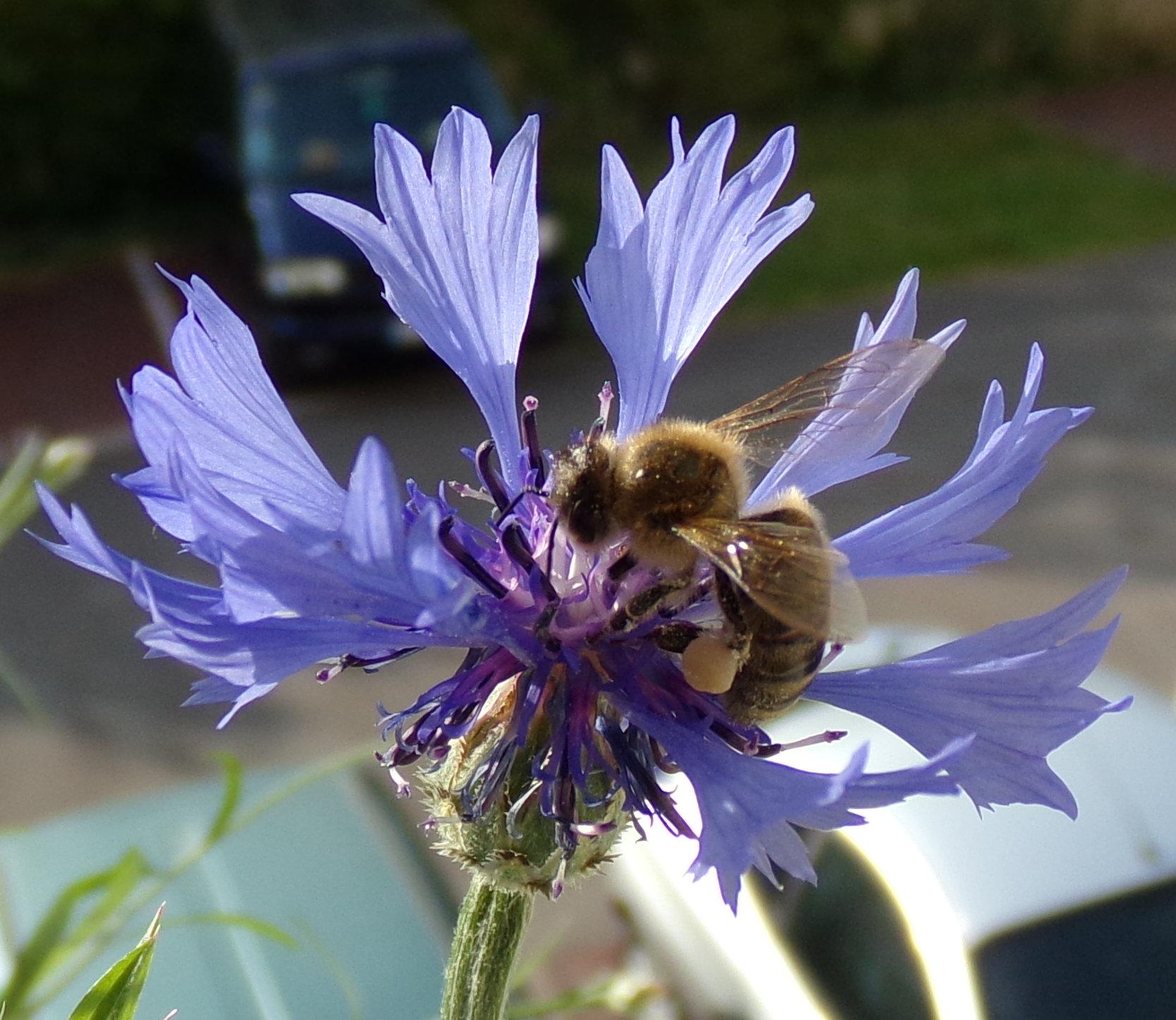 Une abeille et un bleuet